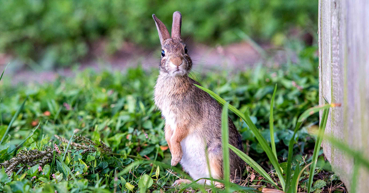 How To Keep Rabbits Out Of Gardens