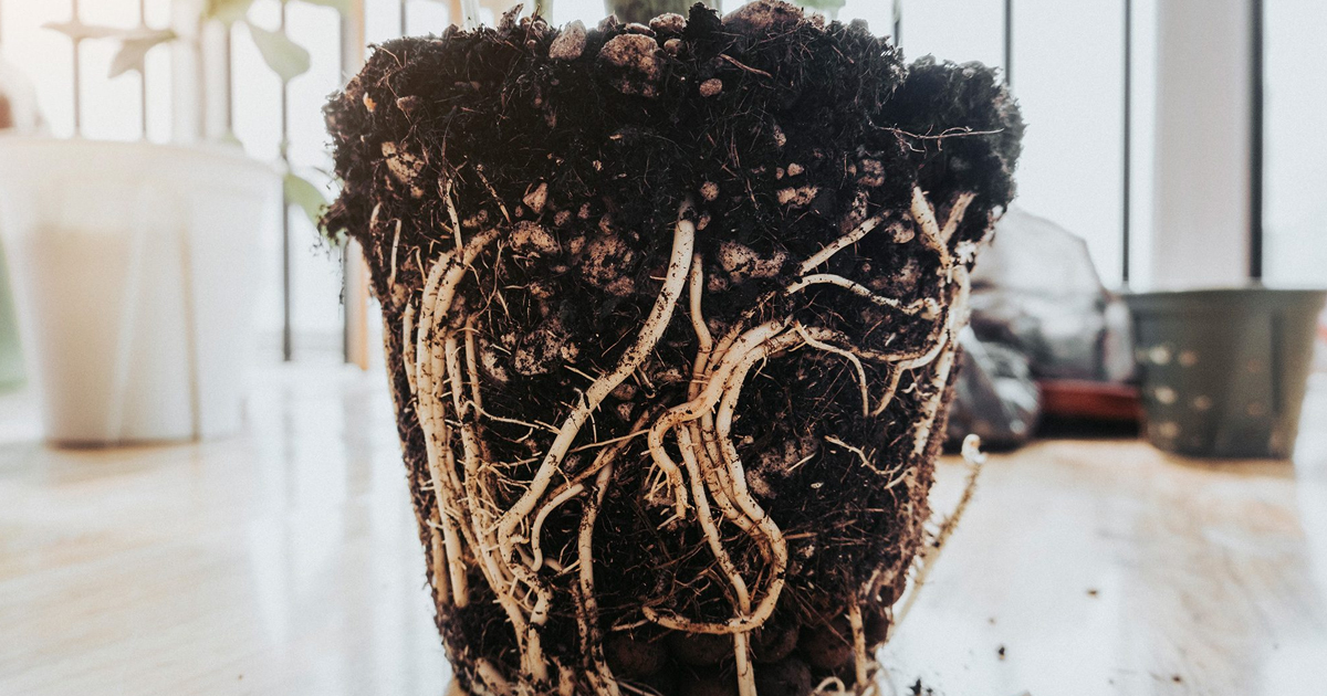 How To Prevent, Identify & Treat Root Rot In Houseplants