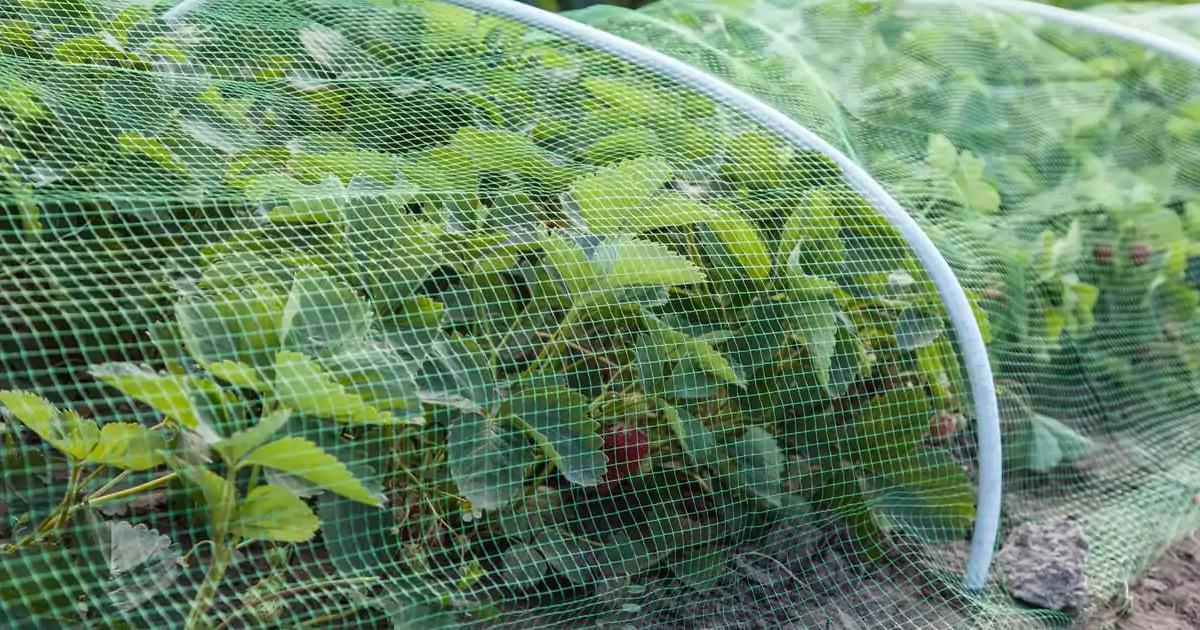 How To Use Bird Netting For Garden Pest Protection