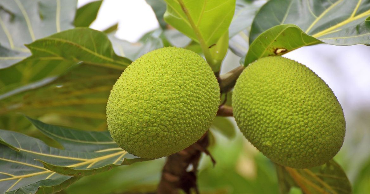 Indoor Breadfruit Trees: Can You Keep A Breadfruit As A Houseplant