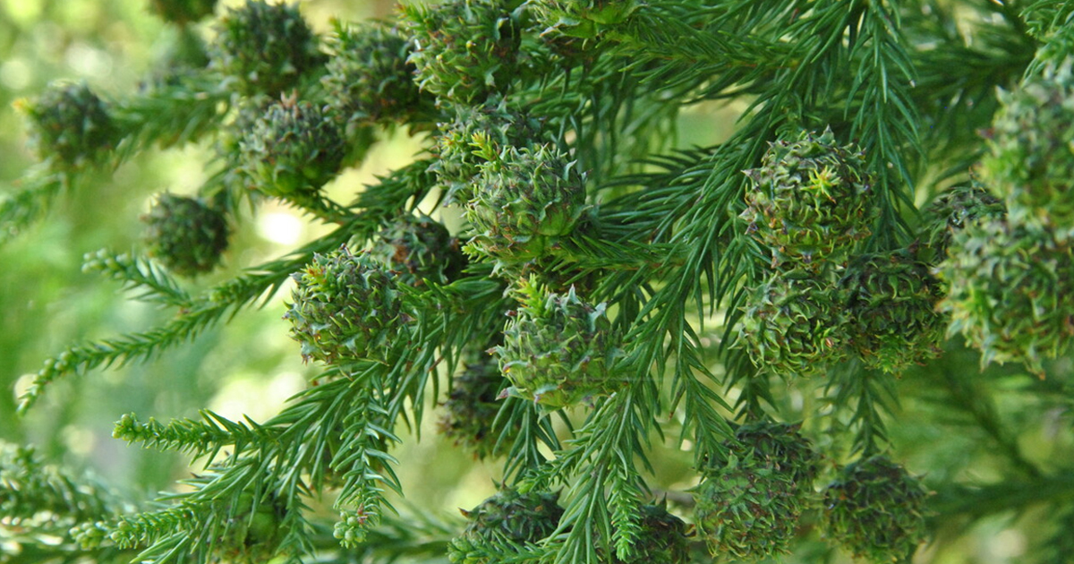 Japanese Cedar Tree Facts – How To Care For Japanese Cedar