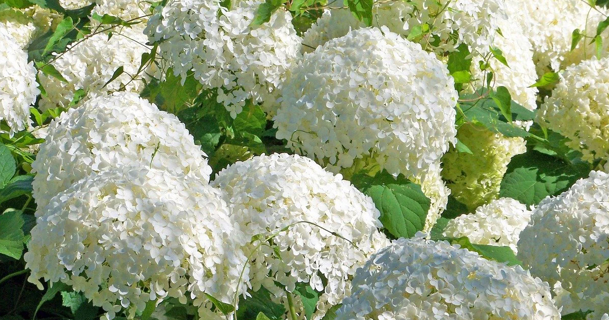 Japanese Snowball Care: Learn About Japanese Snowball Trees