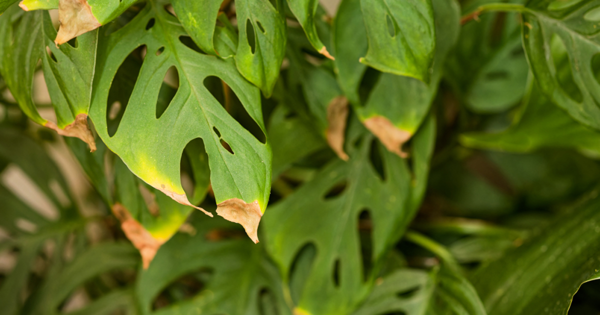 Leaf Browning In Center: Why Leaves Turn Brown In Middle