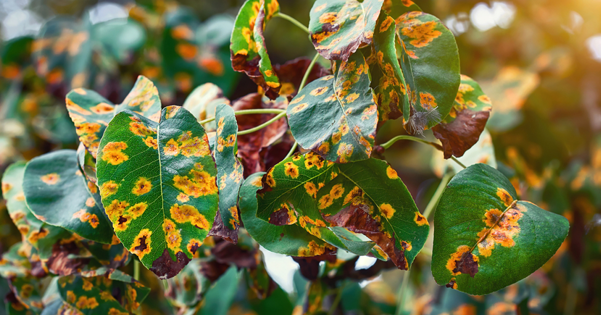 Learn About Plant Rust Disease And Rust Treatment