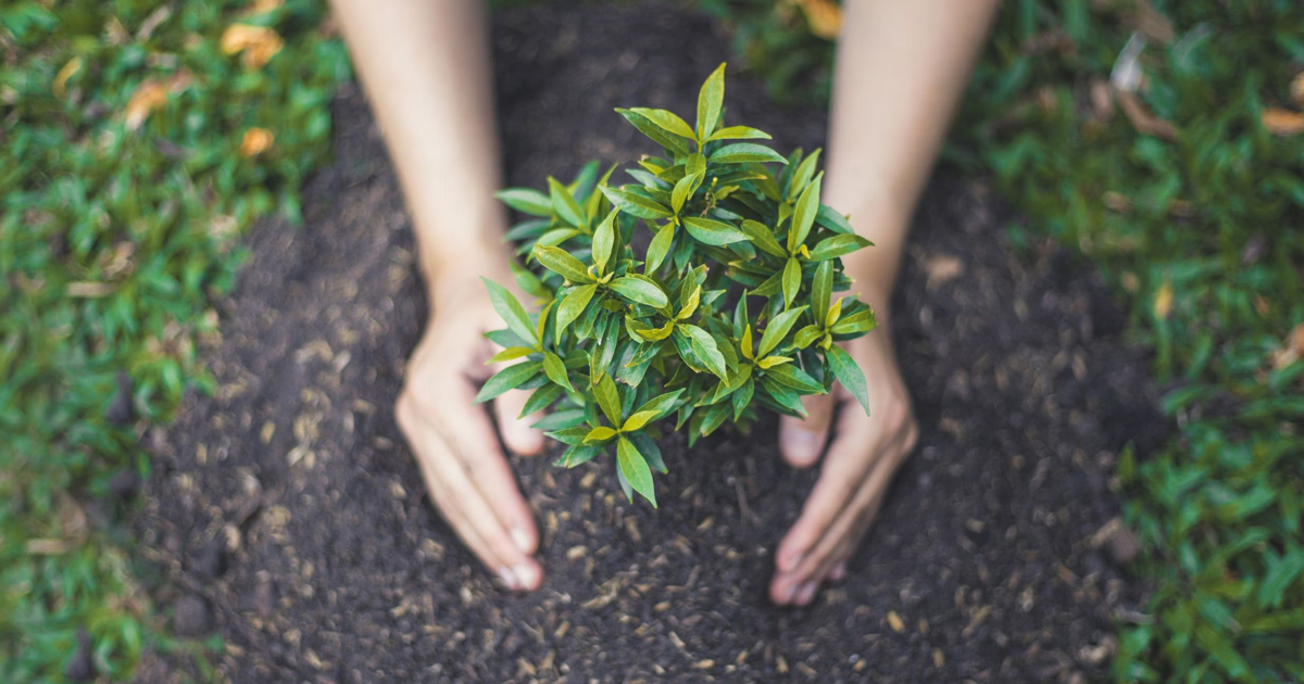 Learn How To Avoid And Repair Transplant Shock In Plants