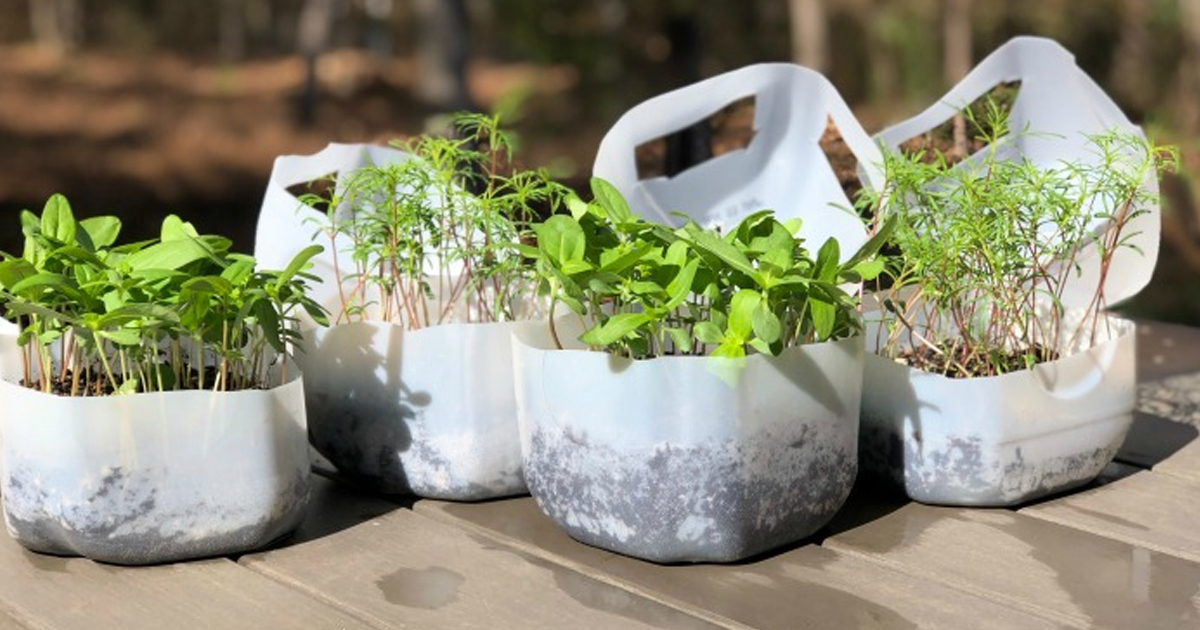 Milk Jug Winter Sowing: How To Start Seeds In A Milk Jug