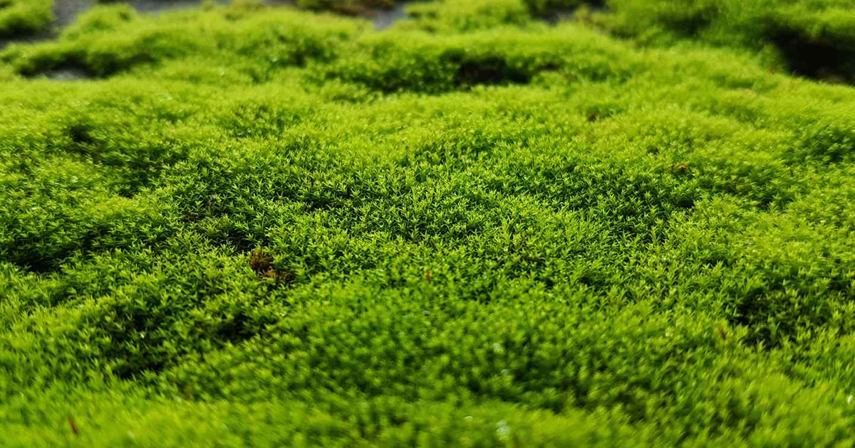 Moss Gardens – Tips For Growing Moss In Your Garden