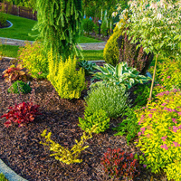 Native-Lawn-Alternatives