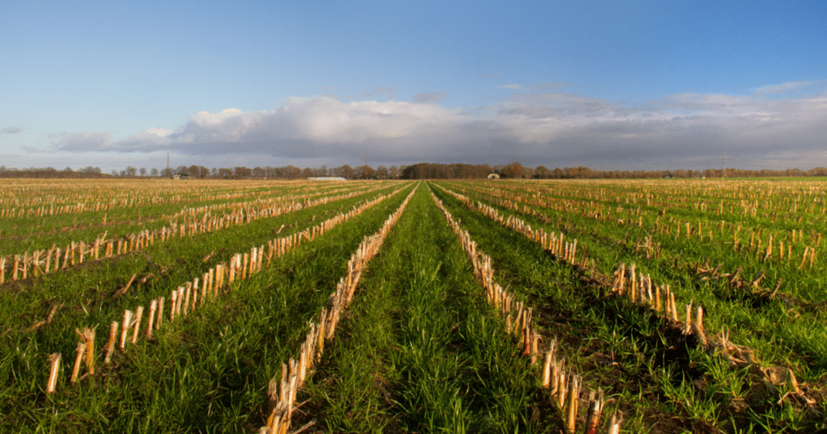 No-Till Cover Crops: How To Grow Healthier Soil Over Winter