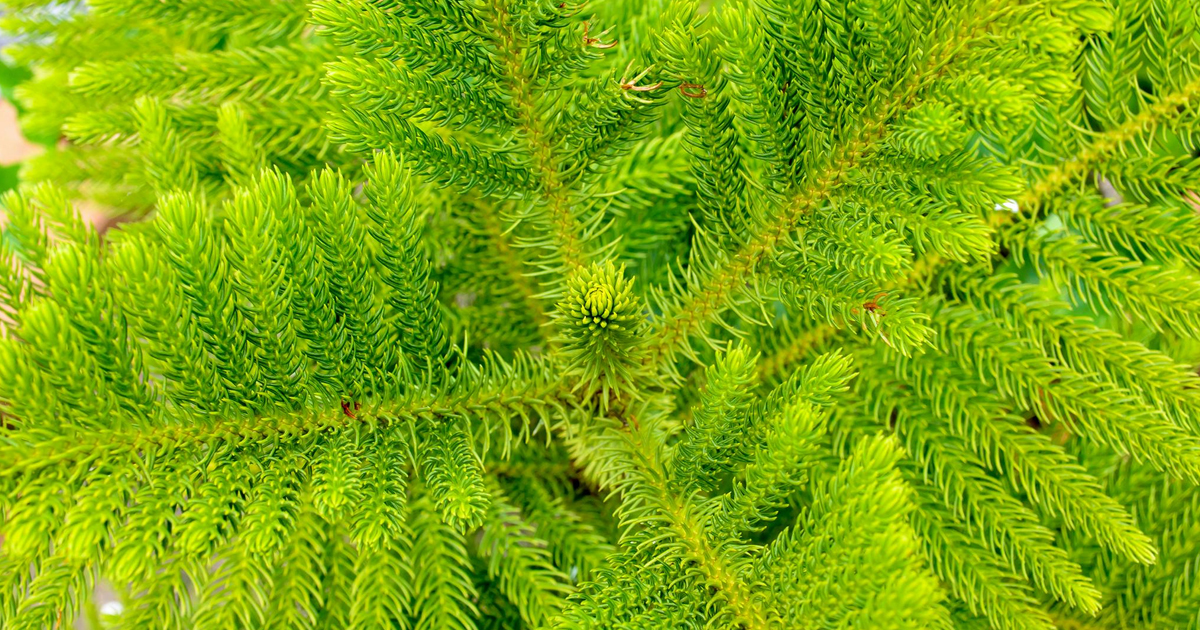 Norfolk Island Pine Problems: Tackle Norfolk Island Pests & Diseases