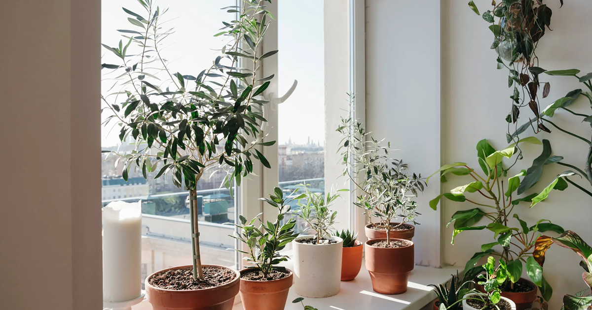 Olive Houseplants – Growing A Potted Olive Tree Indoors