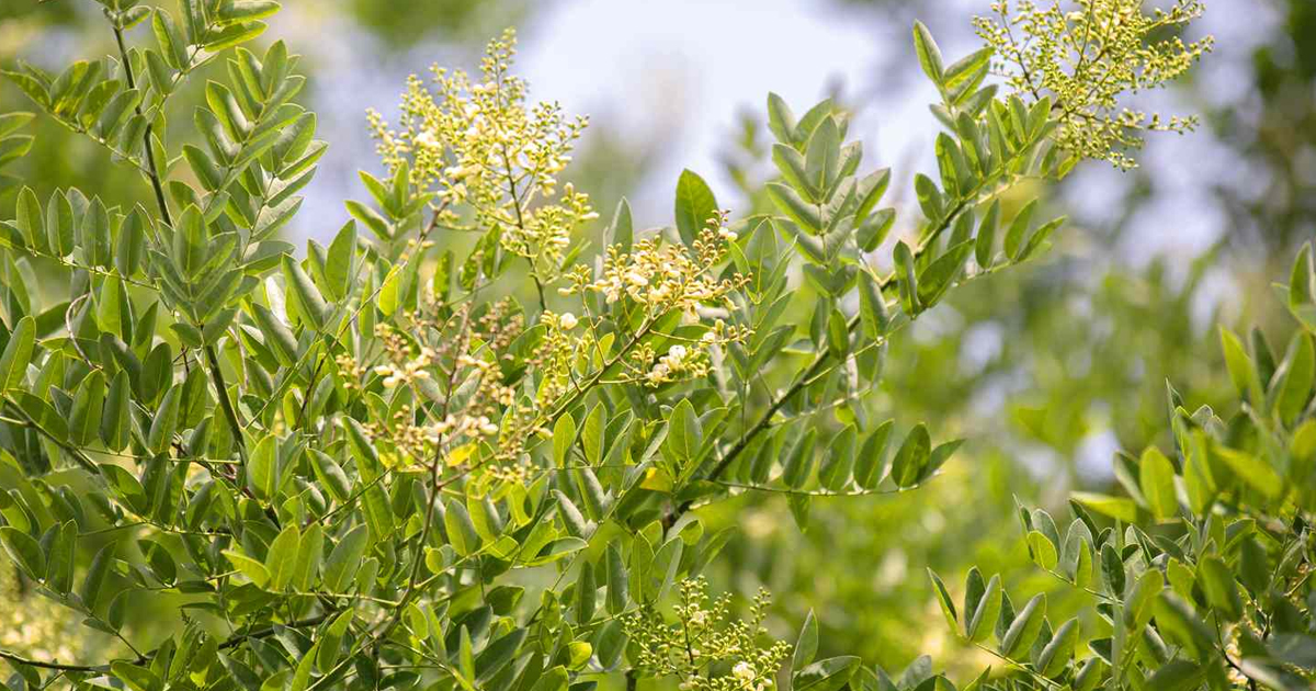 Pagoda Tree Info: Tips On Growing Japanese Pagodas