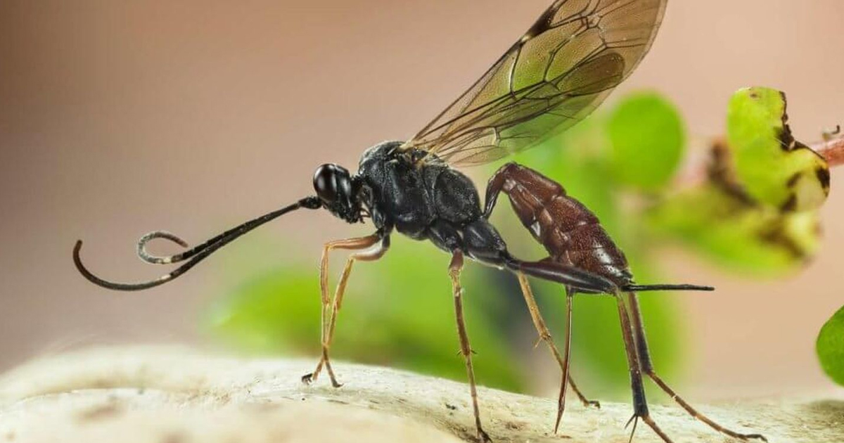 Parasitic Wasp Info – Using Parasitic Wasps In Gardens