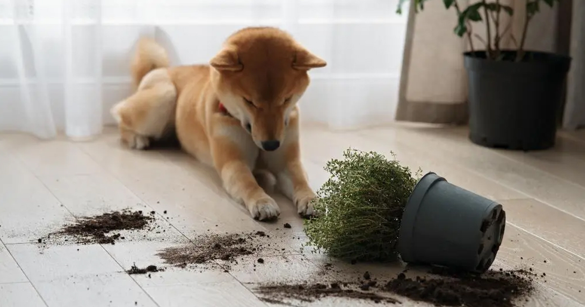 Peace Lily And Dogs – Is Peace Lily Toxic To Dogs