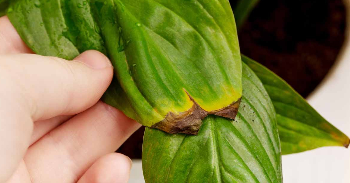 Peace Lily With Brown Tips: Common Causes & How To Fix Them