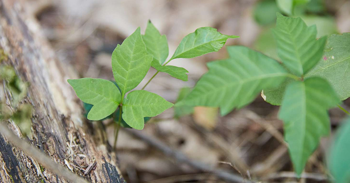Poison Oak Removal: Learn How To Get Rid Of Poison Oak Plants