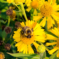 Pollinators