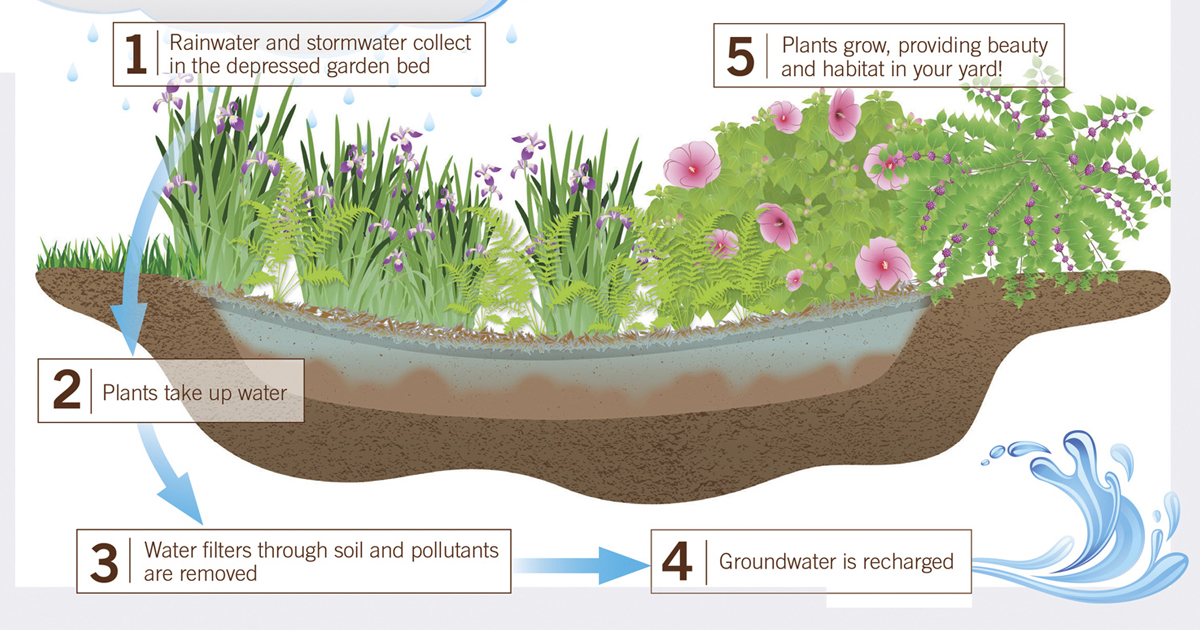 Rain Garden Instructions: What Is A Rain Garden And Rain Garden Plants