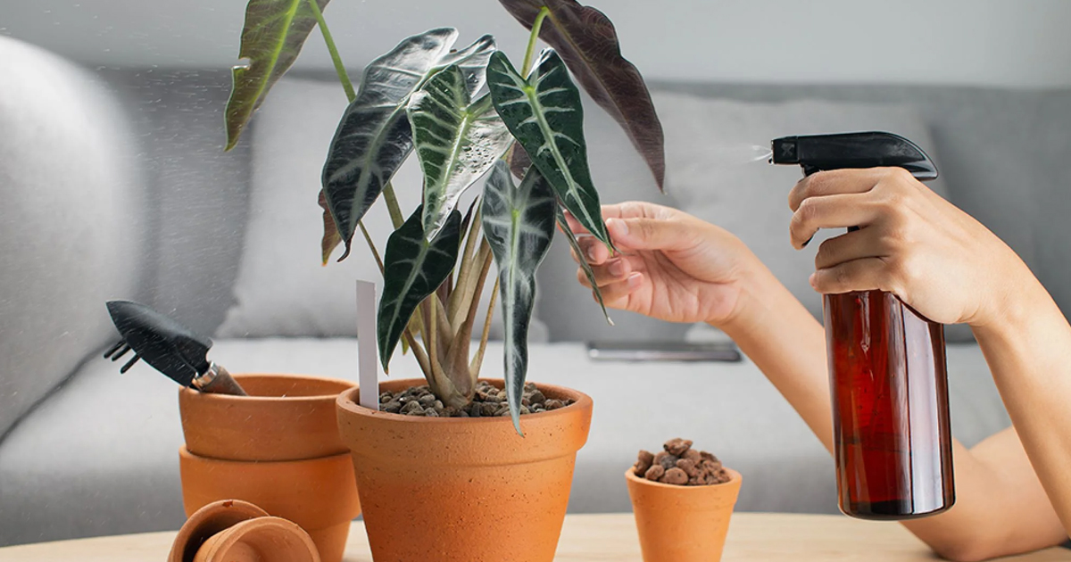 Raising Humidity: How To Increase Humidity For Houseplants