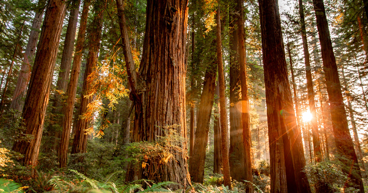 Redwood Tree Identification: Learn About Redwood Forests