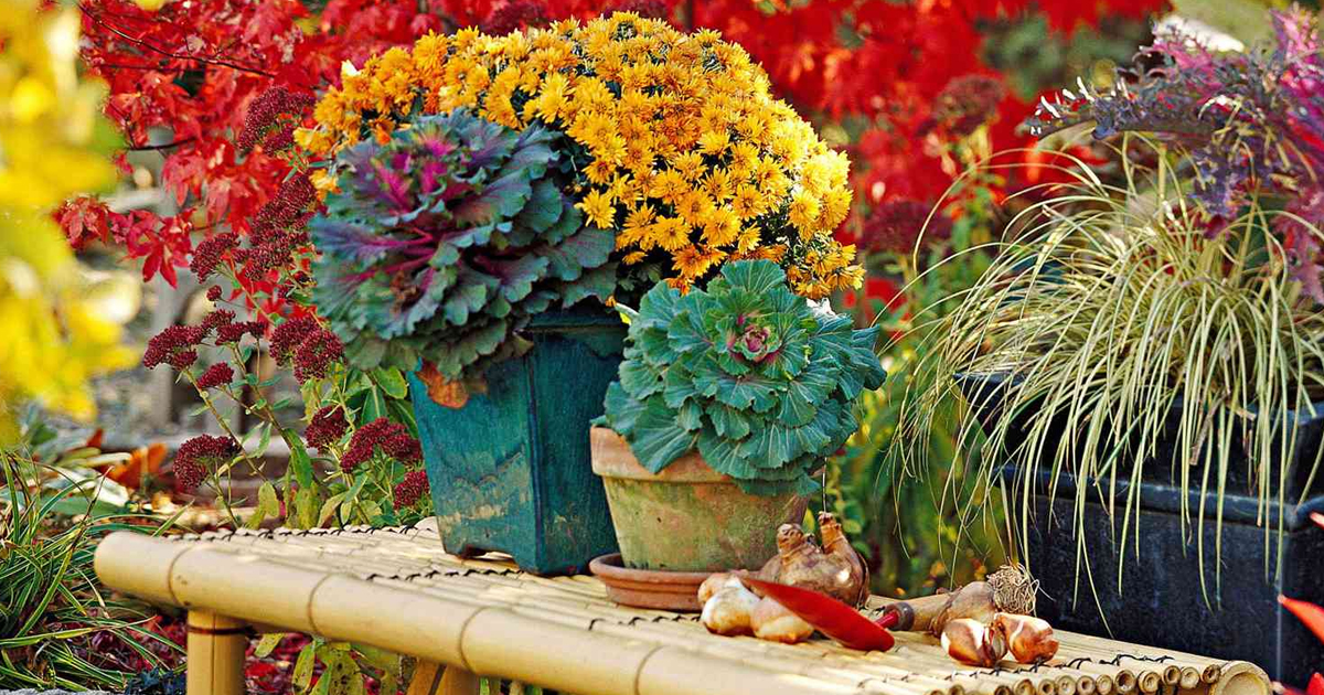 Regional Garden Tasks – Southern Gardening In September