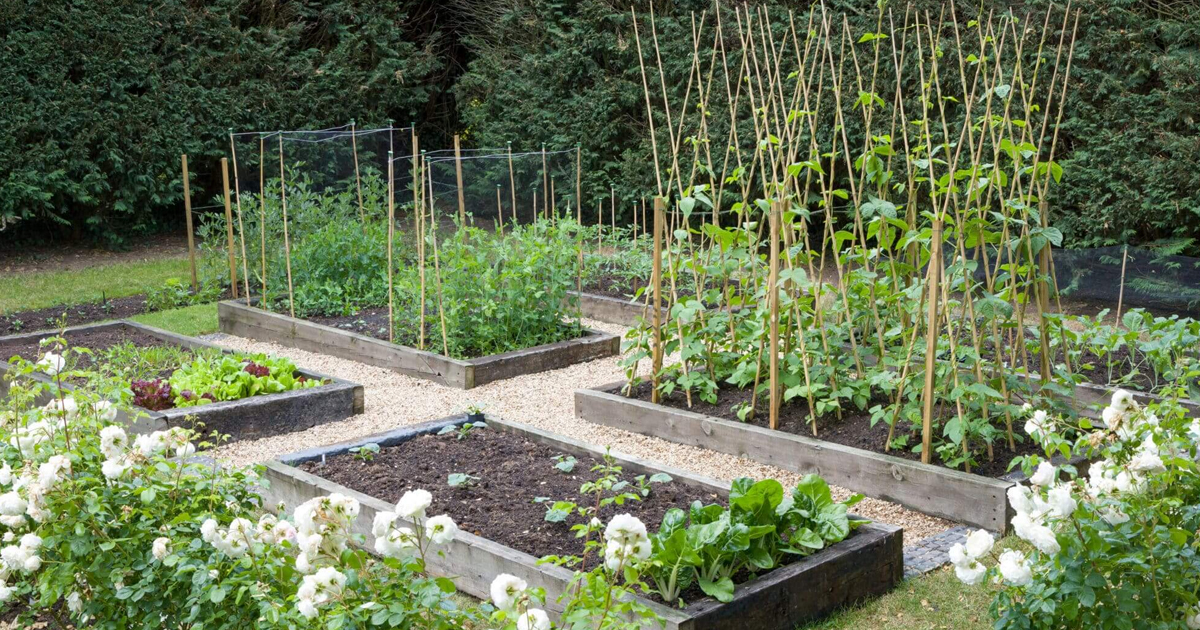 Rotating Vegetables: Home Garden Crop Rotation