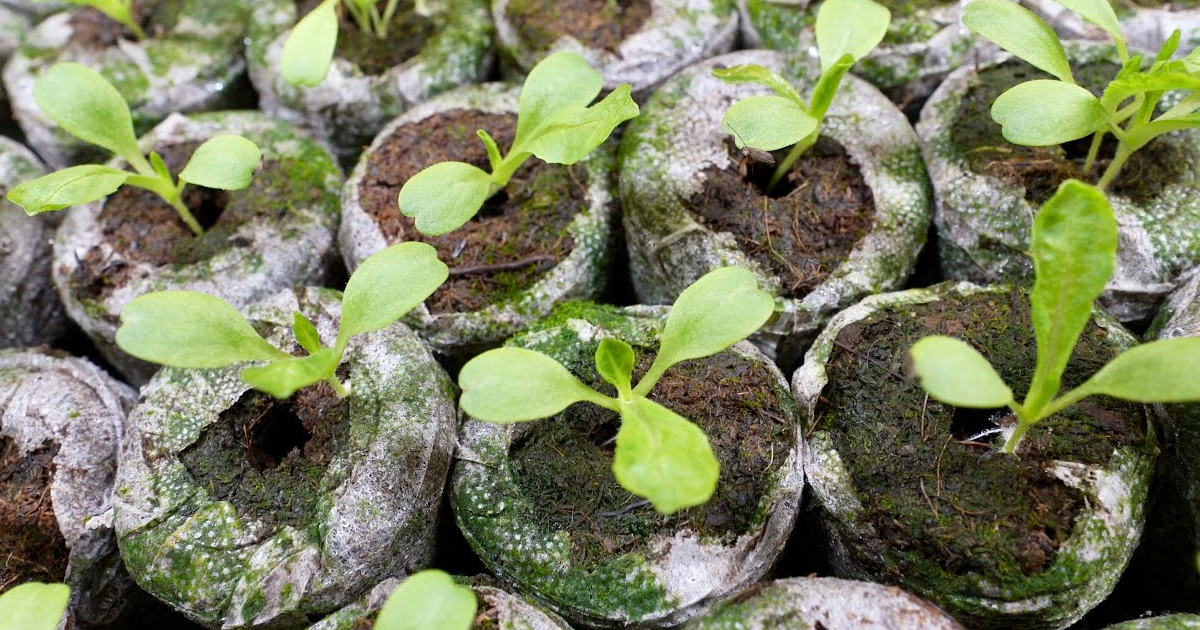 Seed Starting In Coir: Using Coconut Coir Pellets For Germination