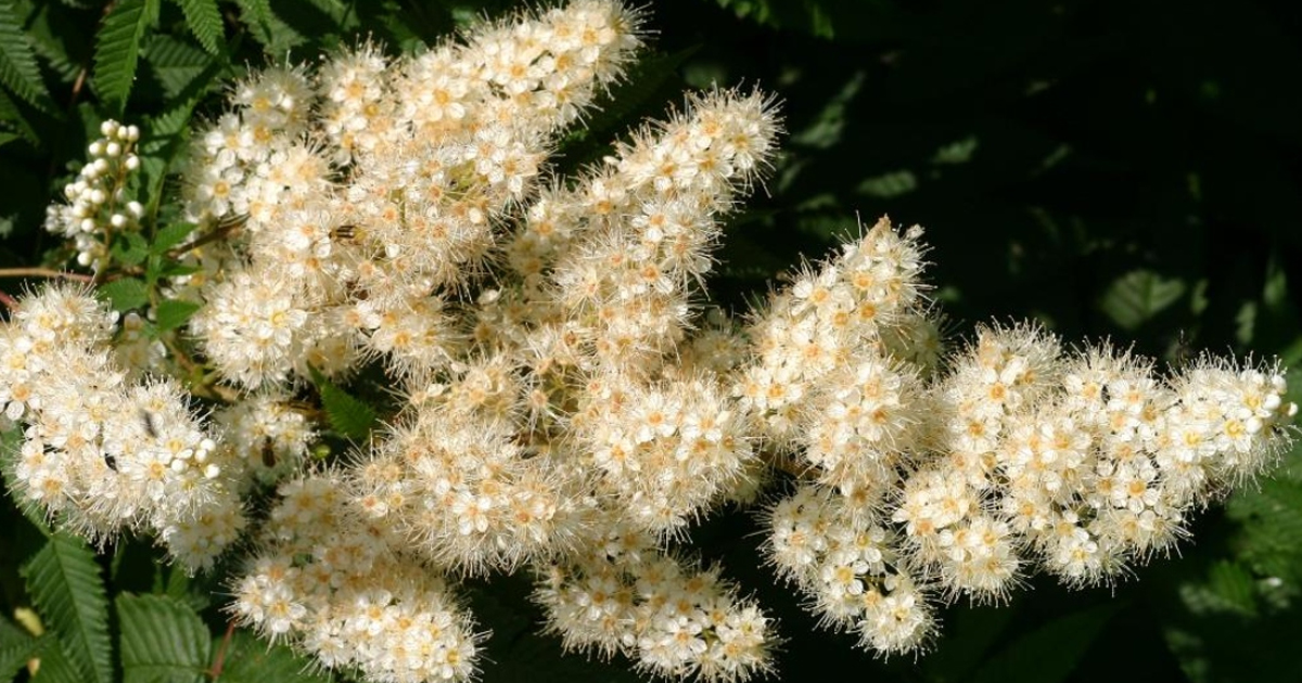 Sobaria Shrub Care: Learn How To Grow False Spirea