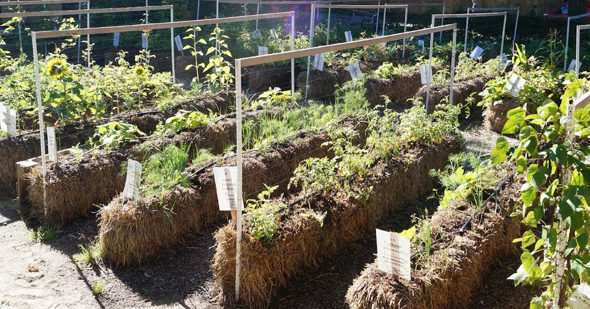 Starting A Straw Bale Garden: How To Plant Straw Bale Garden Beds