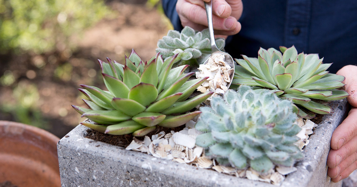 Succulents For Beginners – Basic Succulent Plant Care Guide