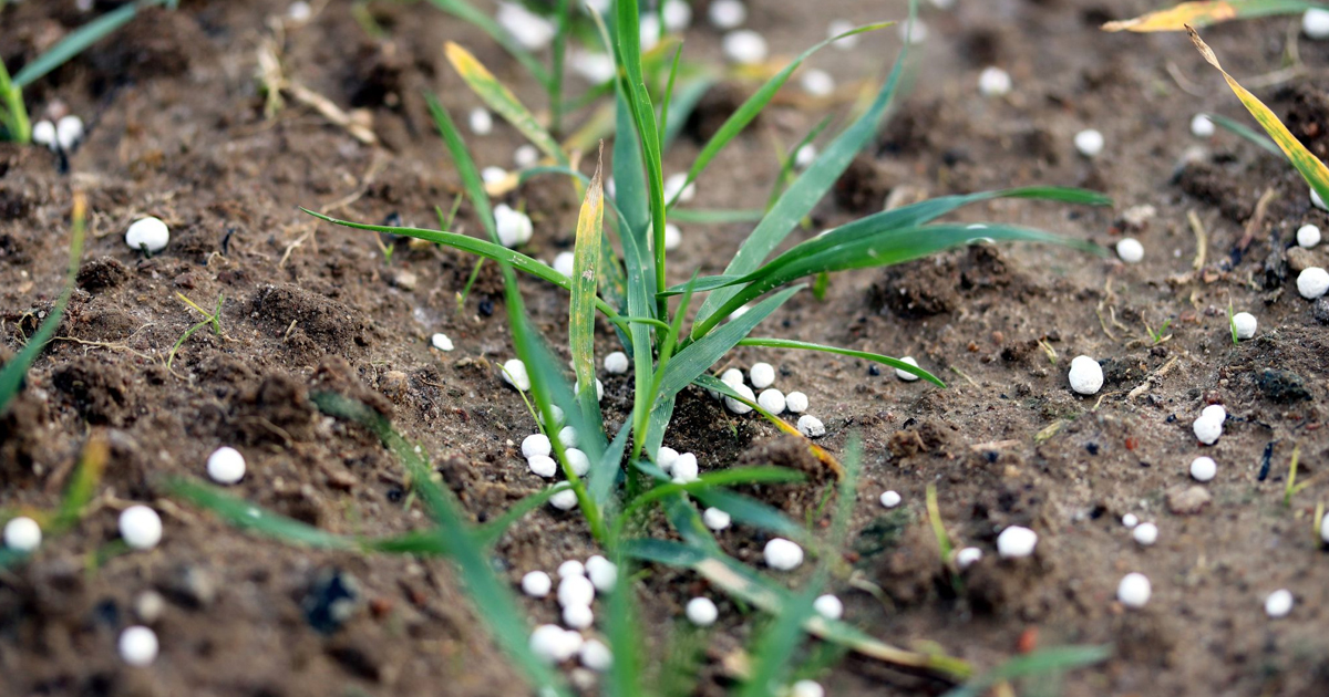 The Importance Of Phosphorus In Plant Growth