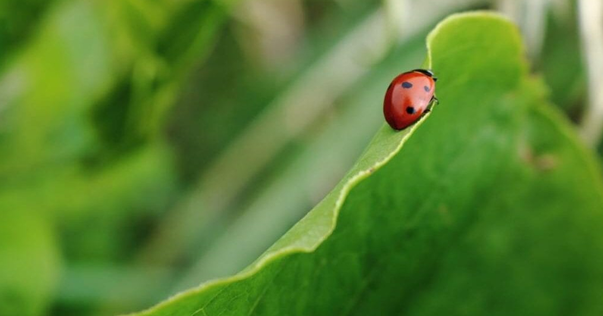 Tips To Attract Ladybugs To Your Garden