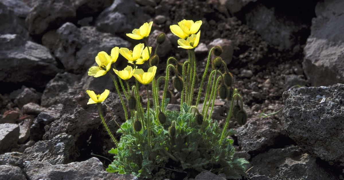 Tundra Gardening Information: Can You Grow Plants In The Tundra