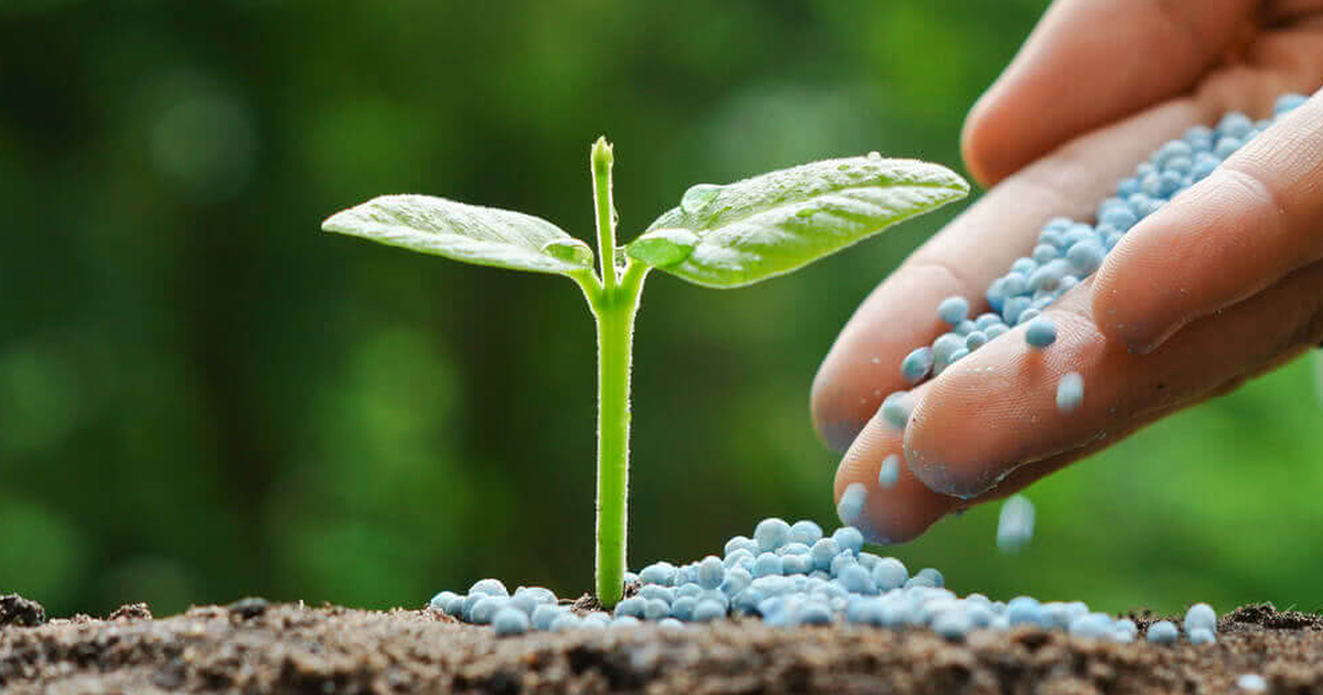 Understanding Nitrogen Requirements For Plants