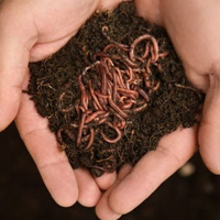 Vermiculture