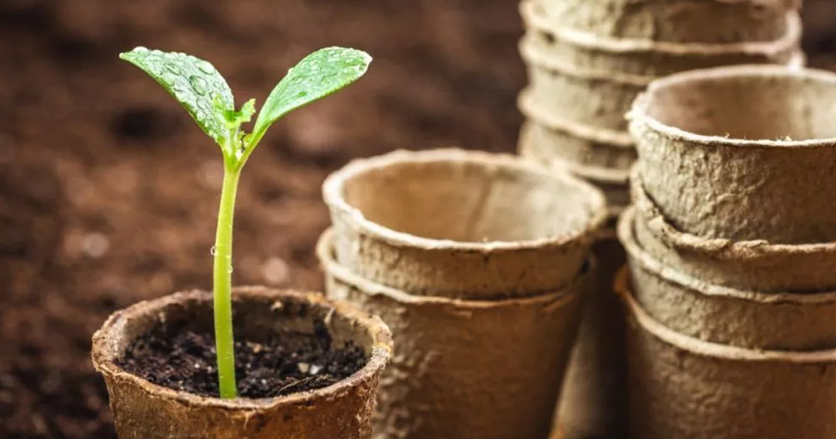 What Are Plantable Containers: Gardening With Biodegradable Plant Containers