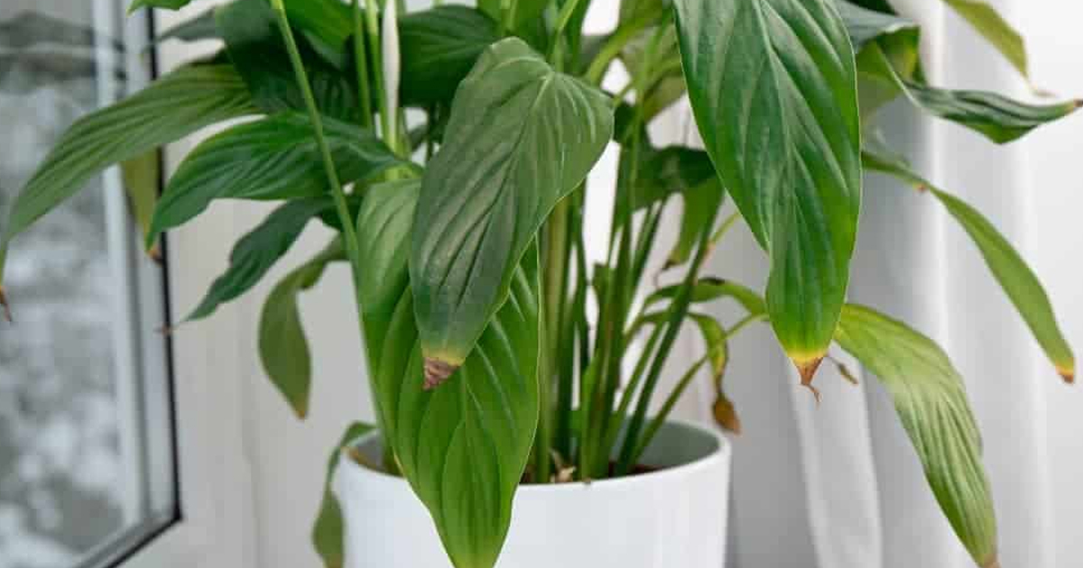 What Causes Peace Lily Leaves To Turn Yellow Or Brown