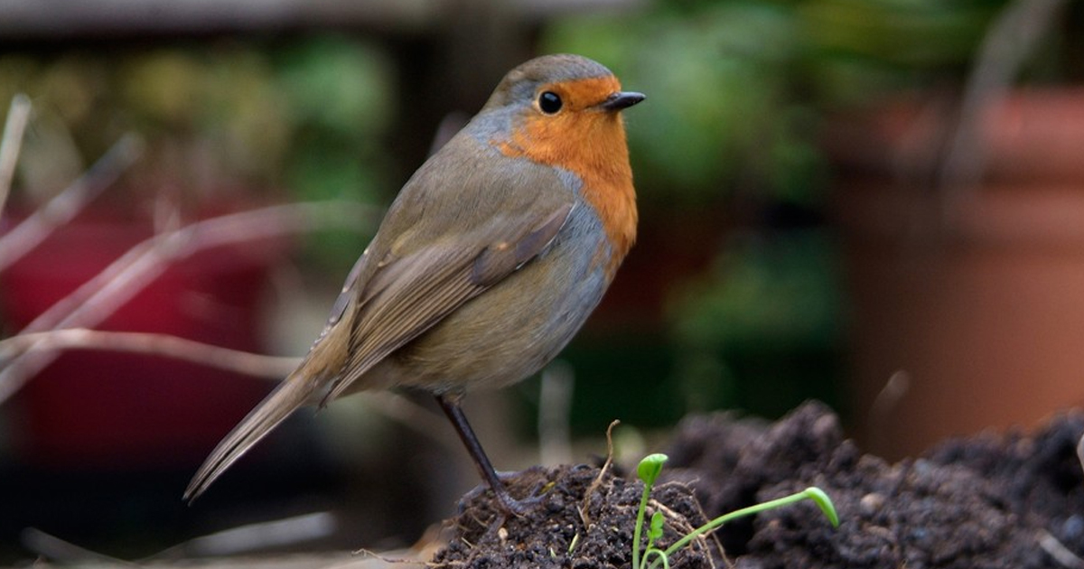 What Is A Bird Garden – Tips On Gardening For Birds