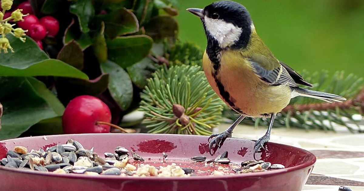 What Is A Bird Garden – Tips On Gardening For Birds