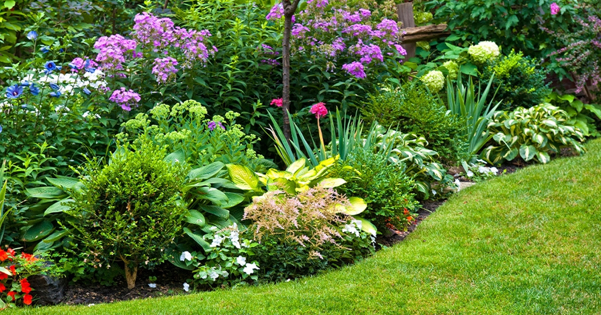 What Is A Native Plant: Learn About Native Plant Benefits In The Garden