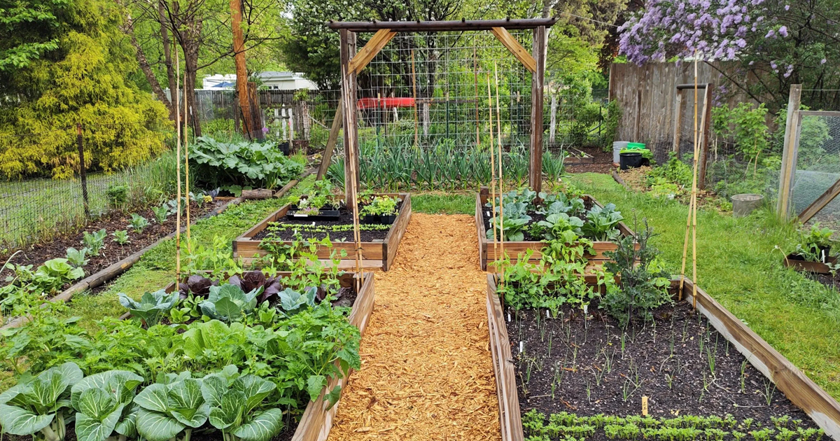 What Is A No-Dig Garden Bed: How To Make A No-Till Garden