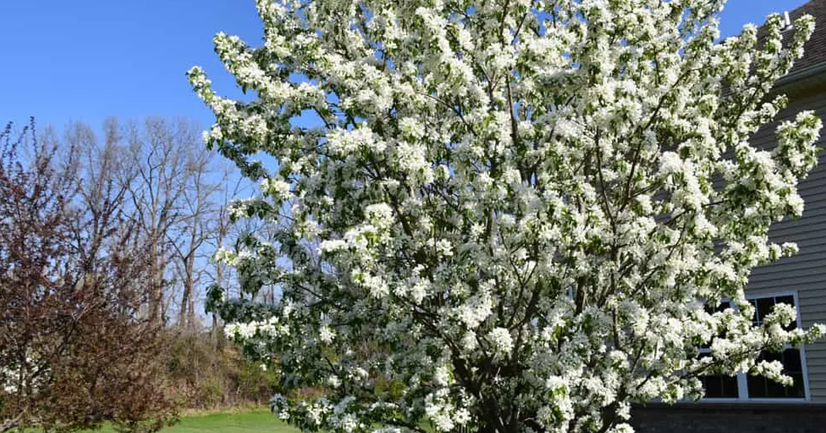What Is A Specimen Tree – Information On Planting A Specimen Tree