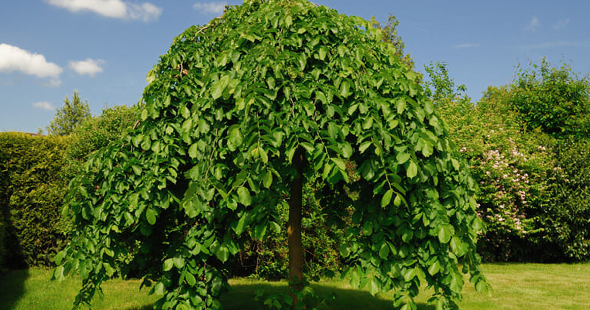 What Is A Weeping Mulberry: Learn About Weeping Mulberry Tree Care