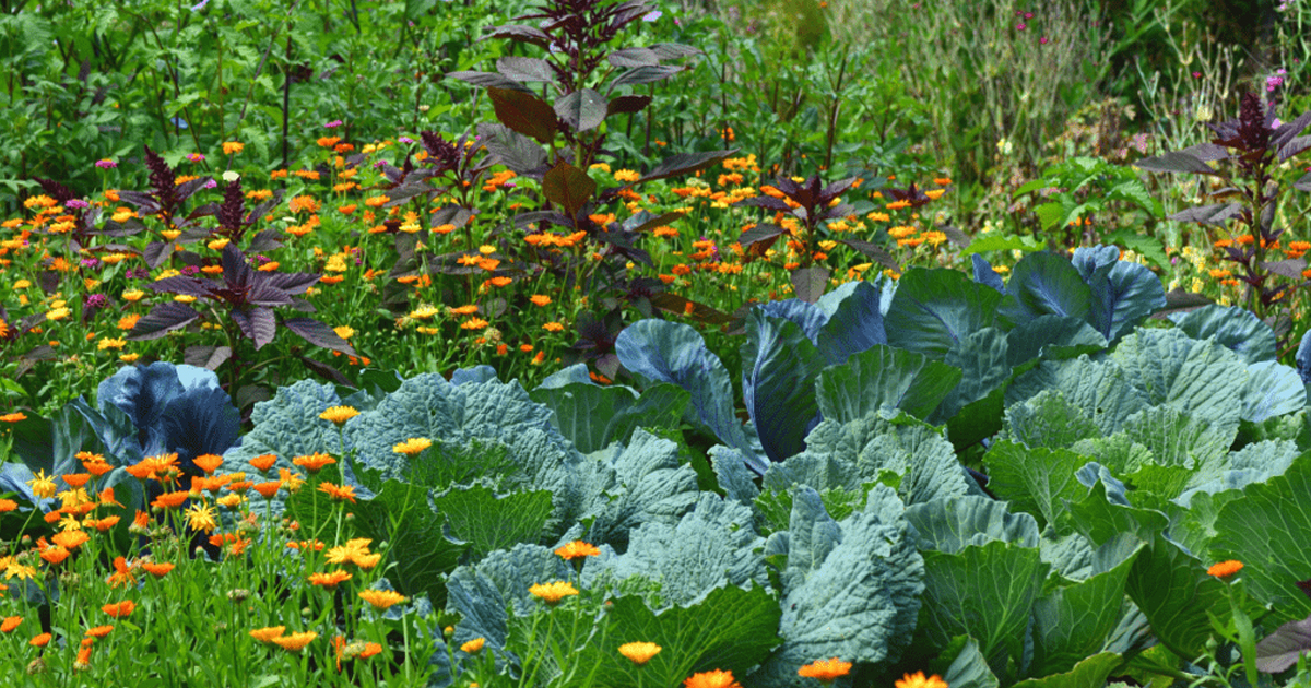What Is An Ecosystem? How Your Garden Is An Ecosystem