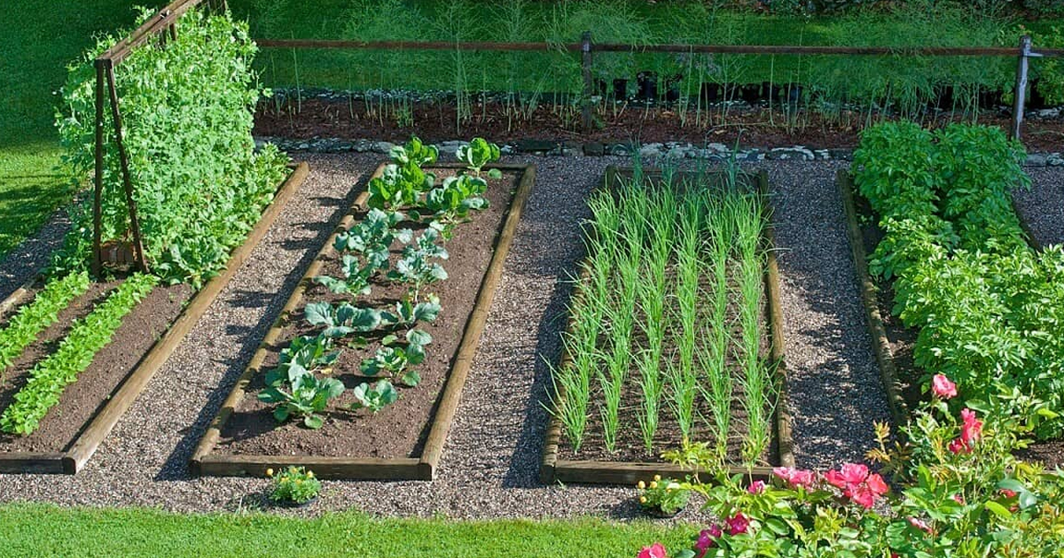 What Is An Organic Garden: Information On Growing Organic Gardens