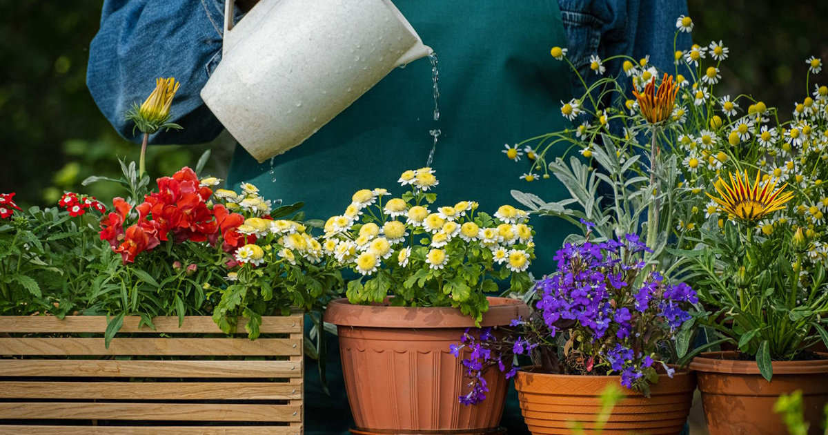When Potted Plants Are Too Wet: How To Avoid Overwatering Container Plants