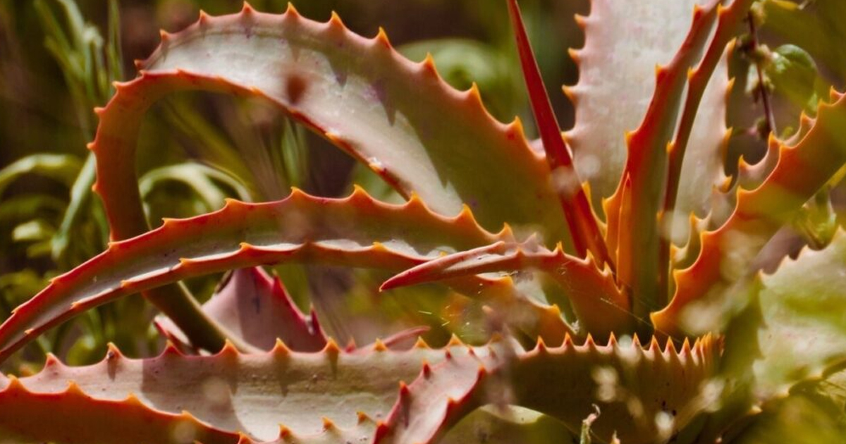 Why Is My Aloe Plant Turning Brown?