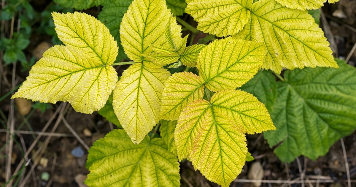 Yellow Plant Leaves: Find Out Why Plant Leaves Turn Yellow