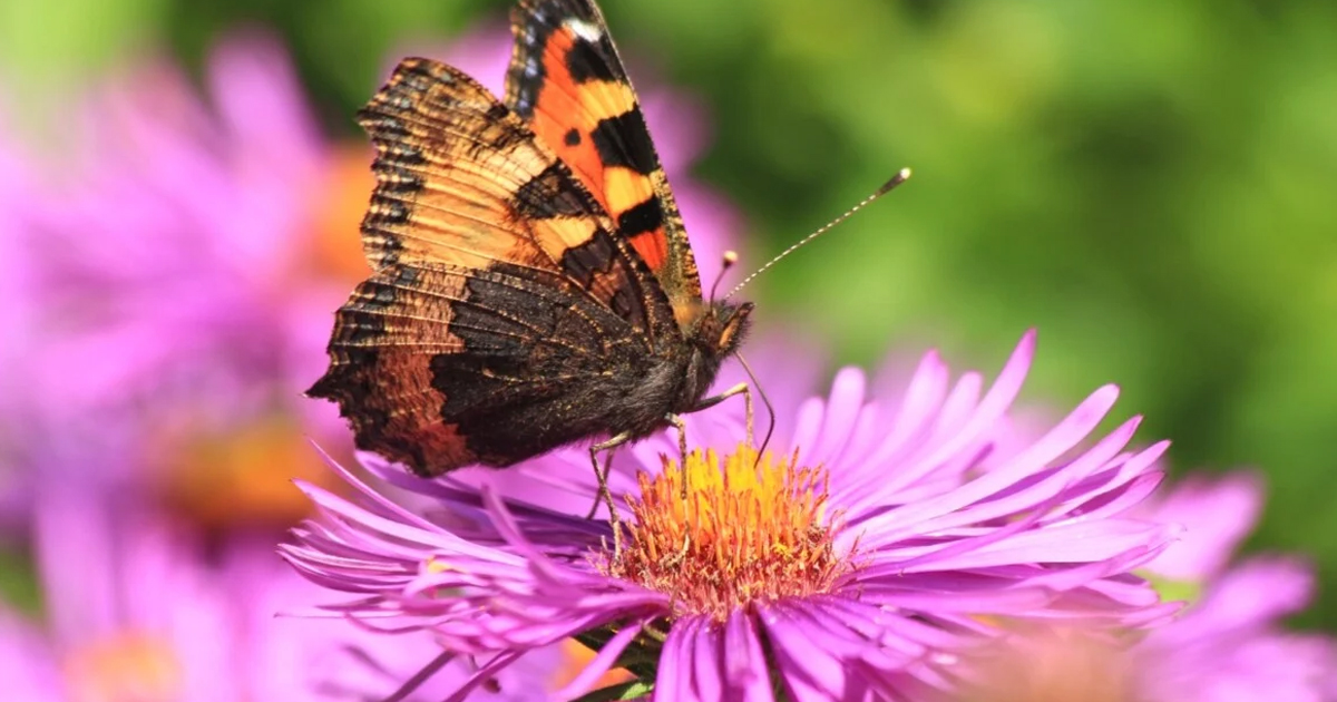 Your Complete Guide To Attracting Pollinators Into Your Garden