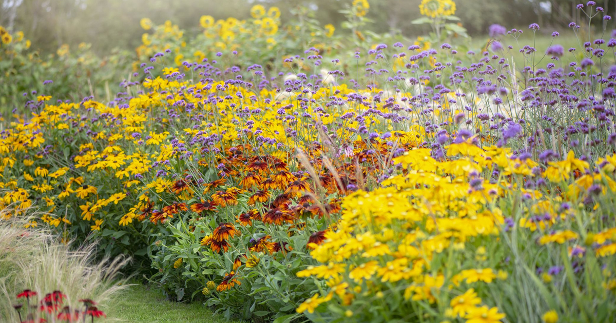 Zone 1 Plants: Cold Hardy Plants For Zone 1 Gardening
